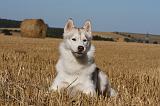 SIBERIAN HUSKY 702